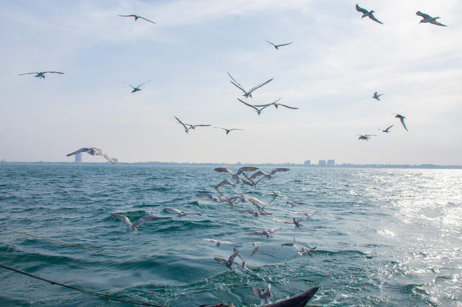 Negombo: Catamaran Sailing with Traditional Fishermen - Seabirds, Returned Fish, and the Catch