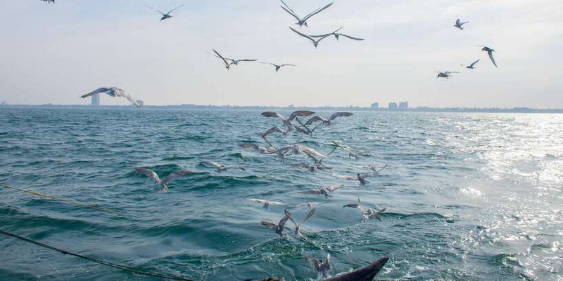 Negombo: Catamaran Sailing with Traditional Fishermen - Who Should Book This Catamaran Trip?