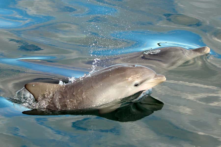 Nelson Bay: Dolphin Watch Cruise and Sail - What the Crew Adds to the Trip