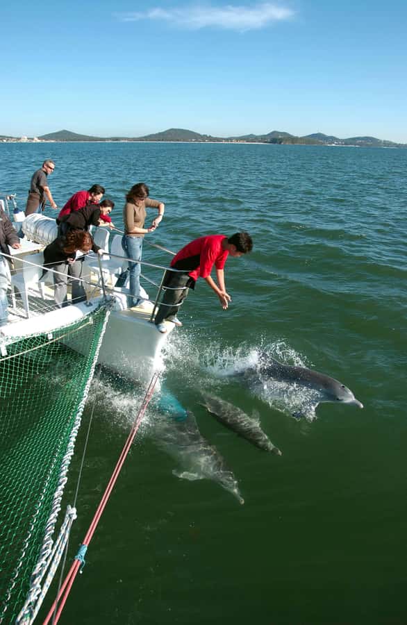 Nelson Bay: Dolphin Watch Cruise and Sail - Searching Port Stephens for Bottlenose Dolphins