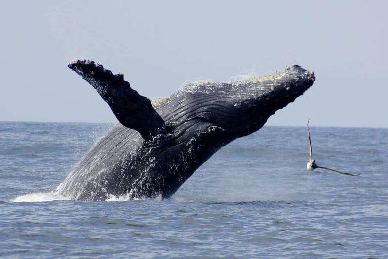 Nuevo Vallarta: Whale Watching by Sailboat Tour - Key points to know before booking