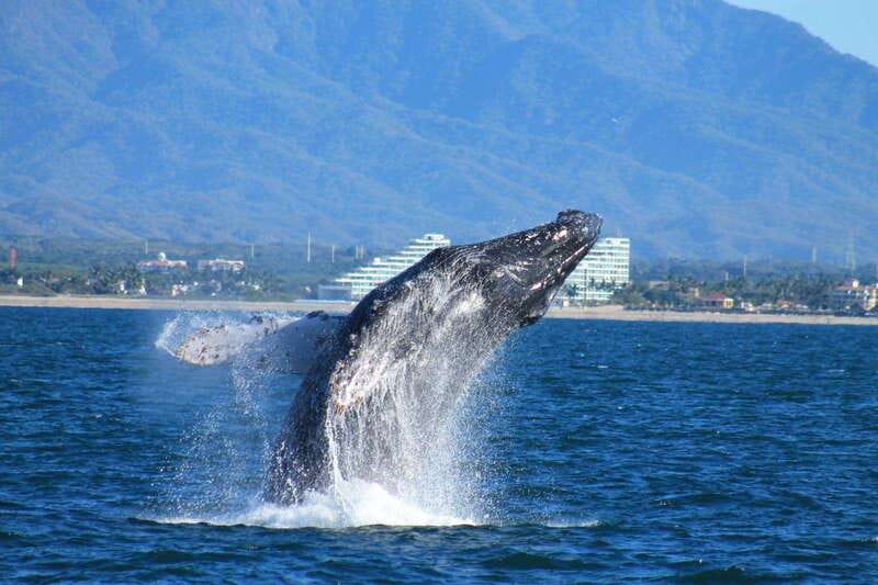 Nuevo Vallarta: Whale Watching by Sailboat Tour - Breakfast, drinks, and snacks on the water