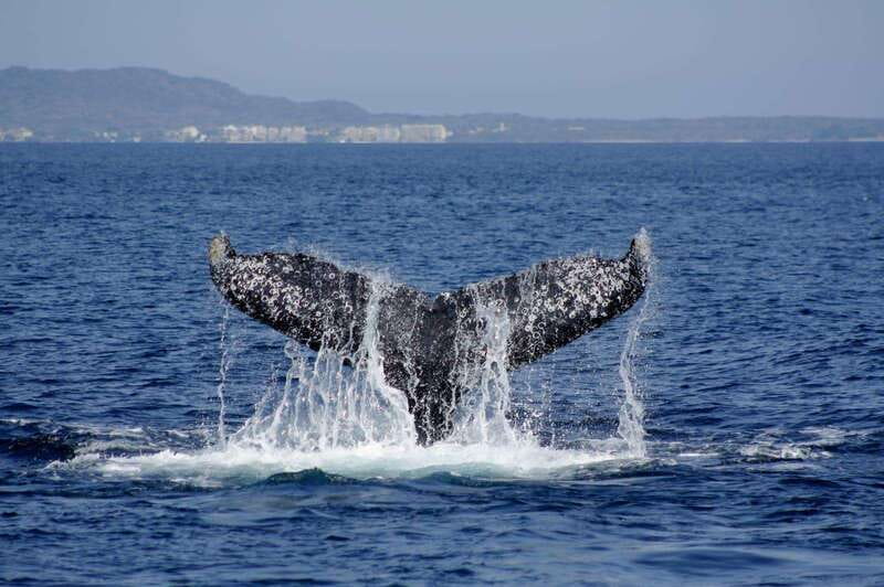 Nuevo Vallarta: Whale Watching by Sailboat Tour - Getting ready for sun, spray, and photos