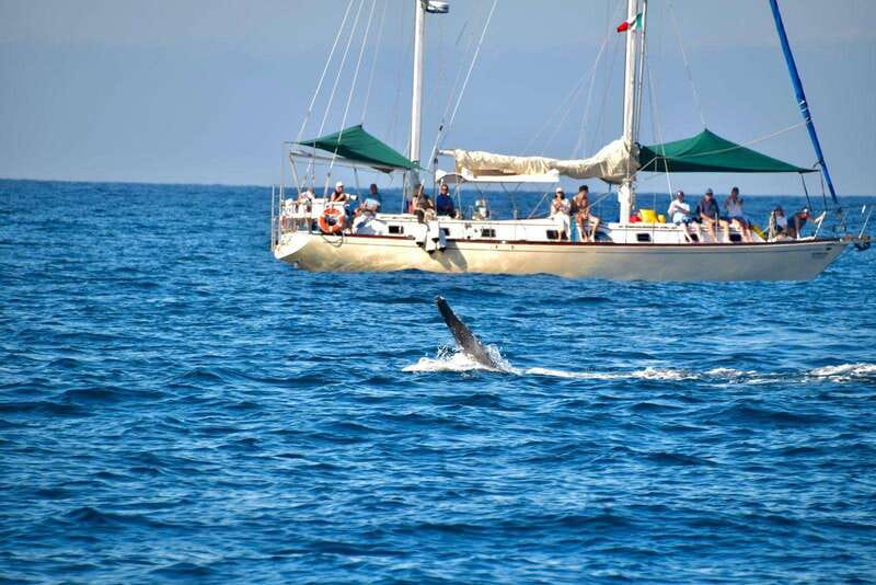 Nuevo Vallarta: Whale Watching by Sailboat Tour - What the $102 price really buys