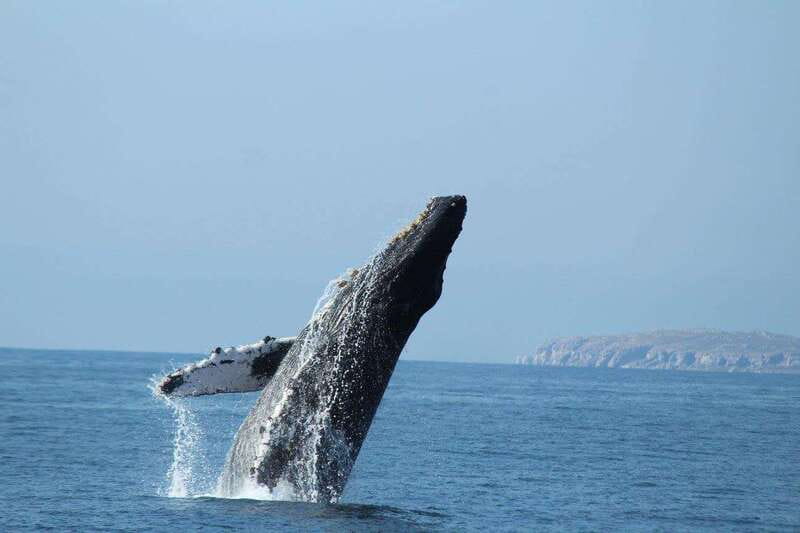 Nuevo Vallarta: Whale Watching by Sailboat Tour - The guide and the human side of the trip