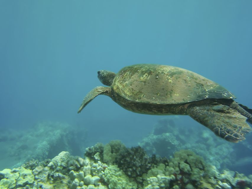 Oahu: Waikiki Turtle Snorkel Sail - Who should book this Waikīkī snorkel sail?