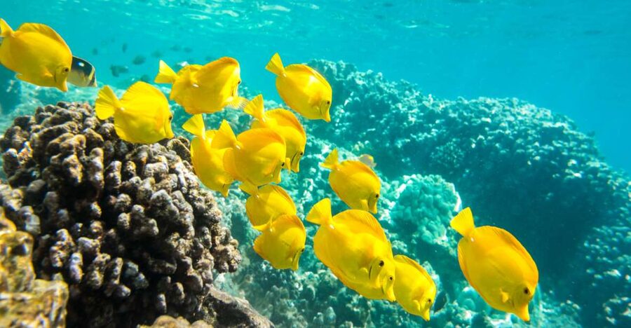 Oahu: Waikiki Turtle Snorkel Sail - Reaching Turtle Canyon and the reef