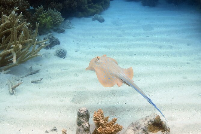 Ocean Spirit Sail to Michaelmas Cay Snorkel or Dive, from Cairns - Lunch, tea, and the practical comforts onboard