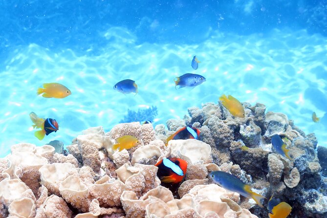 Ocean Spirit Sail to Michaelmas Cay Snorkel or Dive, from Cairns - The return crossing and what the timing means