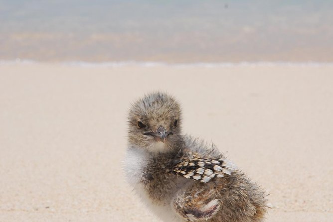 Ocean Spirit Sail to Michaelmas Cay Snorkel or Dive, from Cairns - Is $197.96 good value?