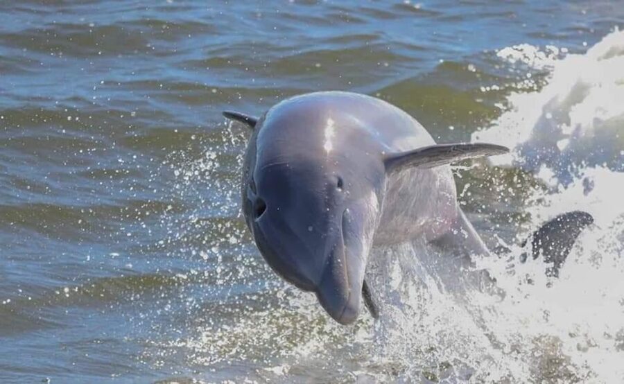 Orange Beach: Dolphin & Sailing Cruise Aboard 52' Catamaran - The 90-minute route through Wolf Bay