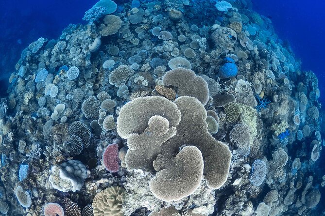 Outer Reef Mackay Cay Sail & Snorkel Adventure from Port Douglas - A glass-bottom view for a different pace