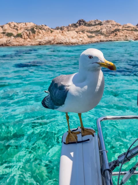 Palau: Sailing tour La Maddalena Archipelago - What makes the boat worth the price