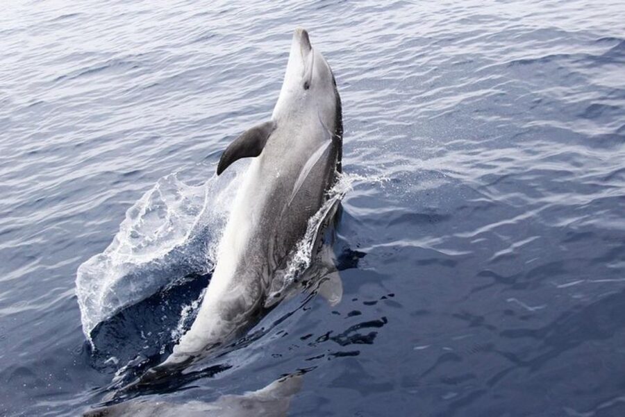 Panama City Beach: Dolphin Sightseeing Sail on the Footloose - A Gentle Gulf Ride Instead of a Speedboat Sprint