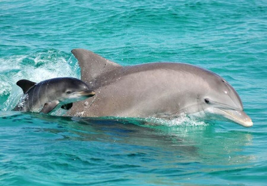 Panama City Beach: Dolphin Sightseeing Sail on the Footloose - What the Crew Adds to the Boat Trip