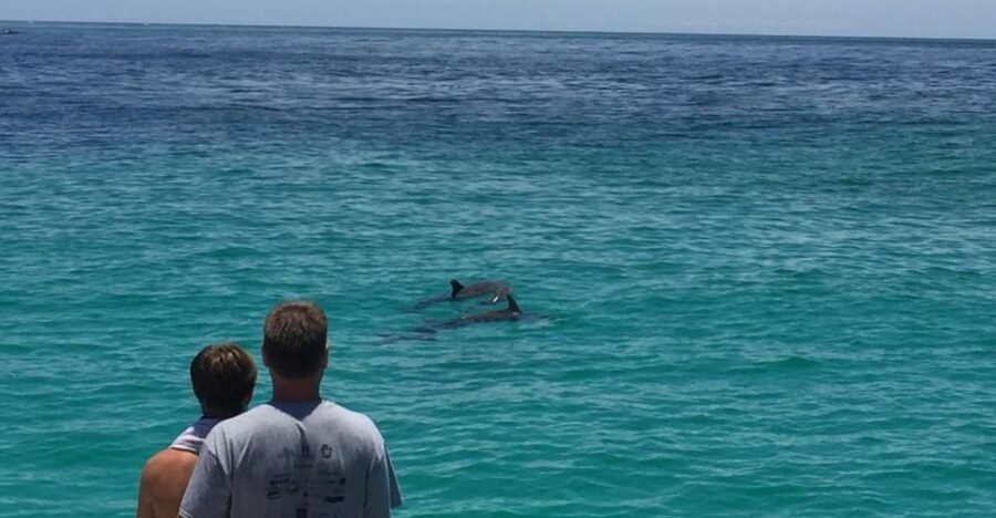 Panama City Beach: Dolphin Sightseeing Sail on the Footloose - Shell Island and the Search for Bottlenose Dolphins