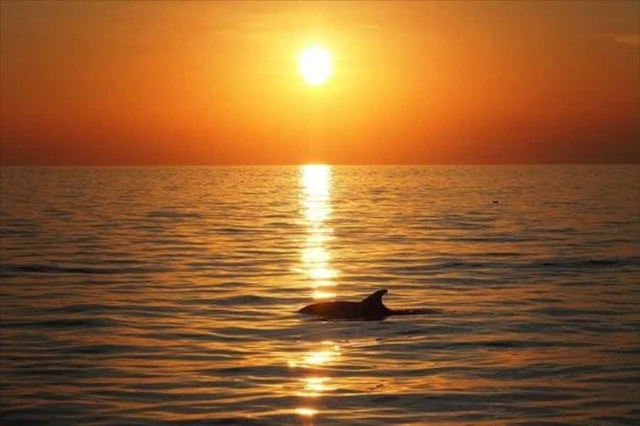 Panama City Beach: Sunset Sail on the Privateer Catamaran - Dolphin watching without a guarantee