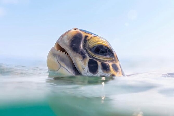 Private catamaran sail & snorkel - The west coast cruise after your swim