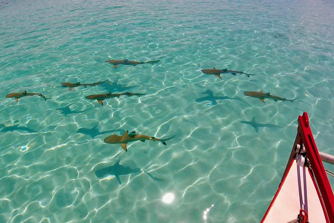 PRIVATE Half Day Tour : Moorea Snorkeling & Sailing on a Catamaran named Taboo - A private catamaran instead of a crowded lagoon boat