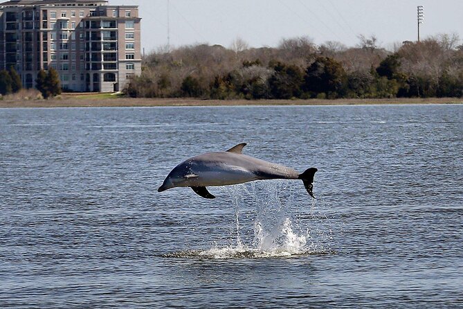 Private Morning Sail, Dolphin and History Tour on Mystique - Seeing the Yorktown aircraft carrier