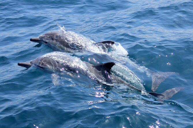 Private Sailing Cruise to Dia Island with Meal & Water Activities - Who will enjoy this Dia Island cruise?