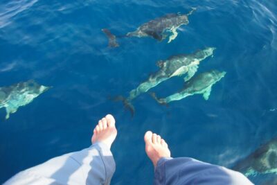 Private Sailing – dolphin Experience Estepona – drink & food – 4h