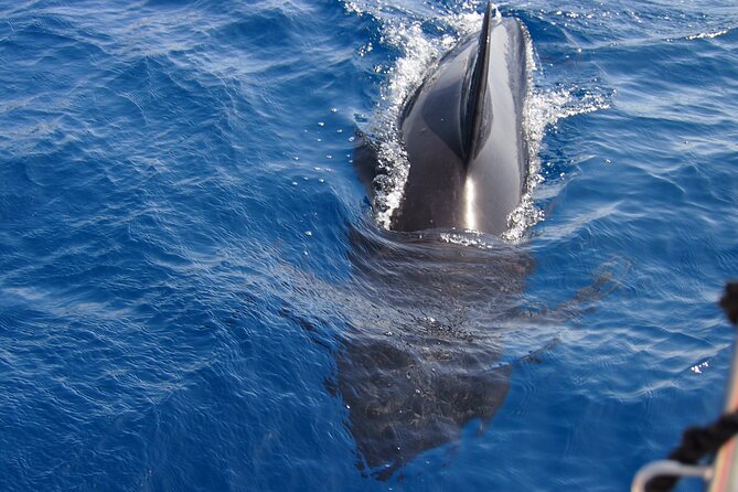 Private Sailing - dolphin Experience Estepona - drink & food - 4h - What you get for $480.59 per group