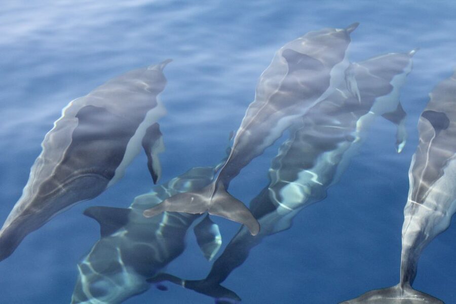 Puerto Colon : Whale & Dolphins Sailing Excursion - Should you book it?