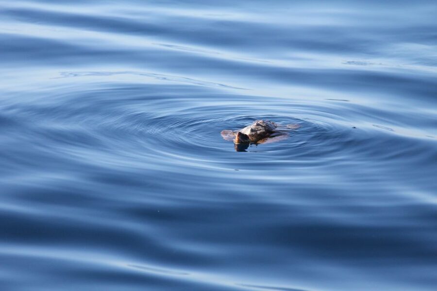 Puerto Colon : Whale & Dolphins Sailing Excursion - Looking for pilot whales and dolphins