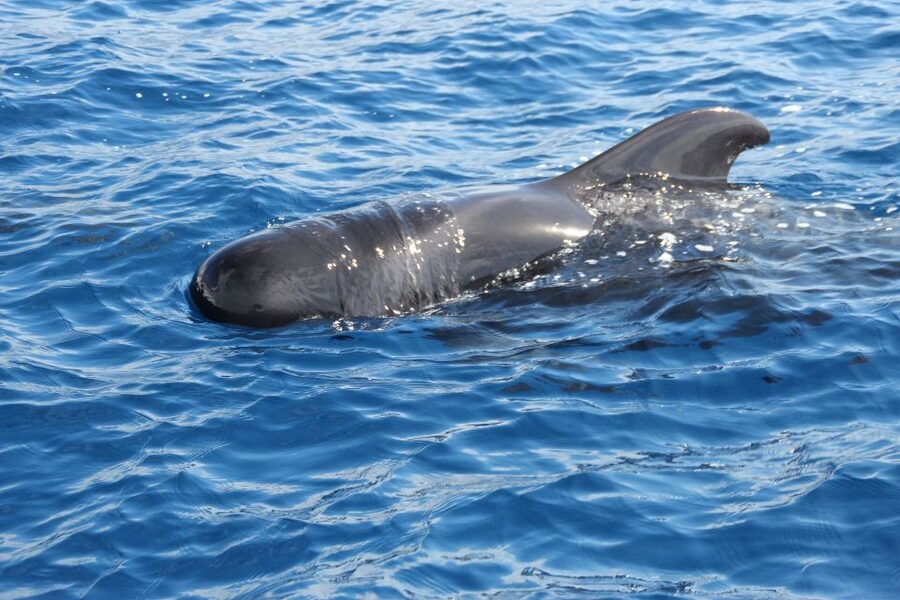 Puerto Colon : Whale & Dolphins Sailing Excursion - Swimming at Diego Hernández Beach