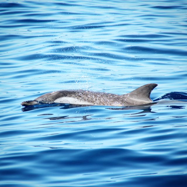 Puerto Colon : Whale & Dolphins Sailing Excursion - A Canarian lunch on board