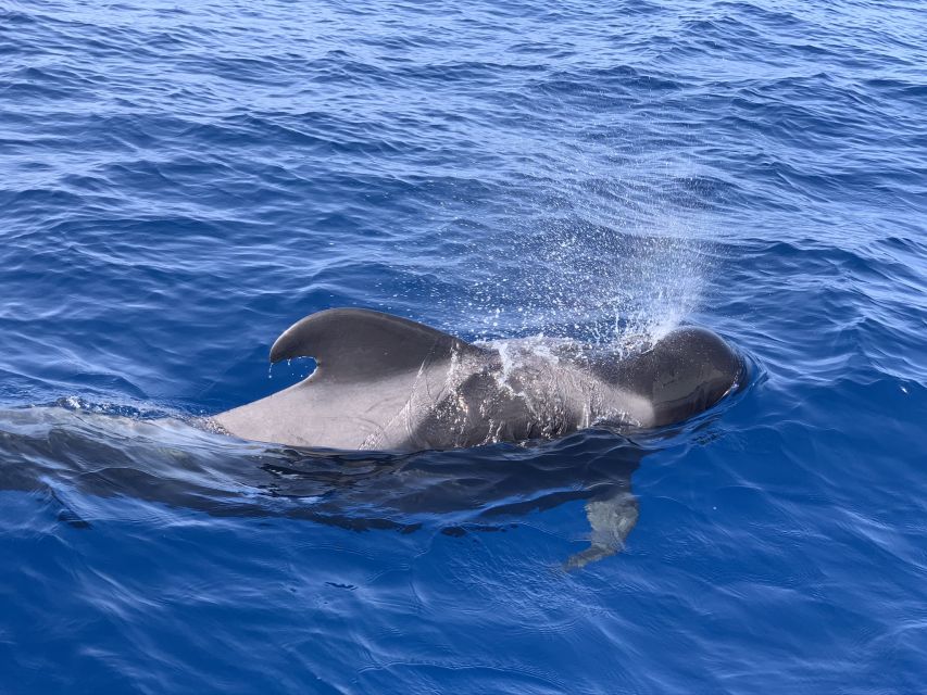 Puerto Colon : Whale & Dolphins Sailing Excursion - Managing seasickness before departure