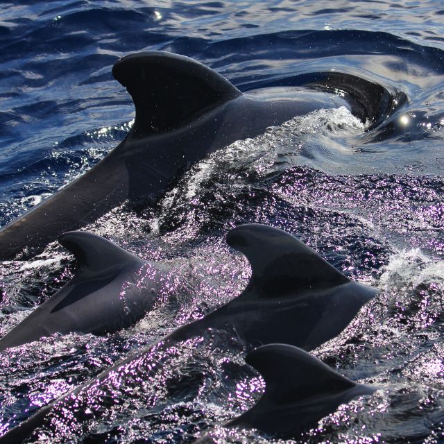 Puerto Colon : Whale & Dolphins Sailing Excursion - Who will enjoy this sailing trip most