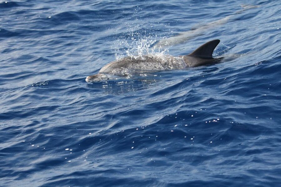Puerto Colon : Whale & Dolphins Sailing Excursion - Booking details worth checking