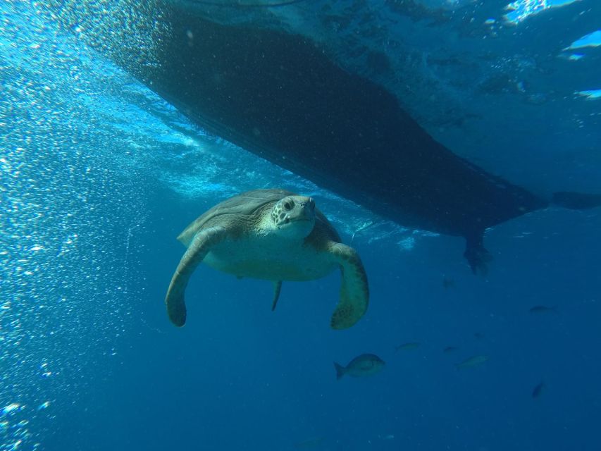 Puerto Colon: Whale-Watching Sailing Tour with Meal & a Swim - Paella, sandwiches, and a glass of cava