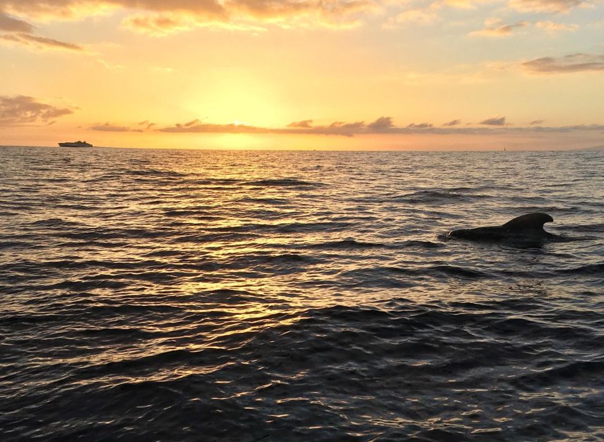 Puerto Colon: Whale-Watching Sailing Tour with Meal & a Swim - The sandy beach and the swimming stop