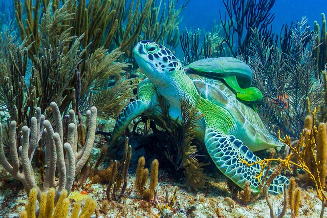 Puerto Morelos Catamaran Reef Sail and Snorkel - Safety and comfort in the water