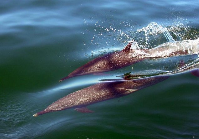 Puerto Vallarta Luxury Sailing with Premium Open bar & lunch - Key things to know before you book