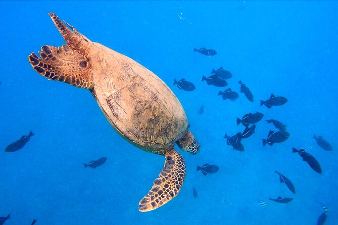 Sail and Turtle Snorkeling Tour in Waikiki - What you may see beneath the surface