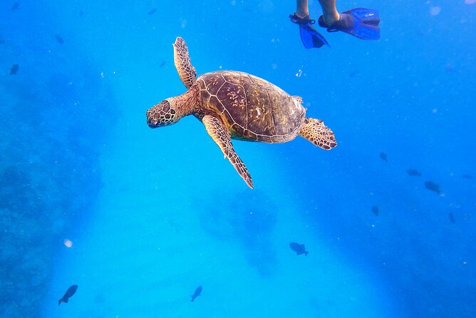 Sail and Turtle Snorkeling Tour in Waikiki - The boat ride is part of the experience