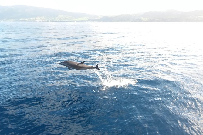 Sail/Snorkel Adventure from Sapphire Marina,STT NO CROWDS~ 6 GUEST MAX - Sea turtles, rays, starfish, and a sunken boat