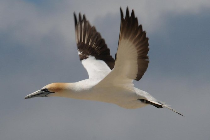 Sailing and Wildlife Tour Akaroa Fox II Sailing - Commentary, music, and the feel aboard