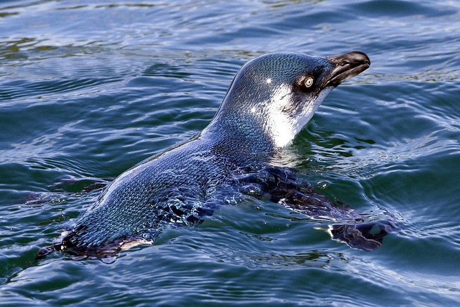 Sailing and Wildlife Tour Akaroa Fox II Sailing - Timing, weather, and practical planning
