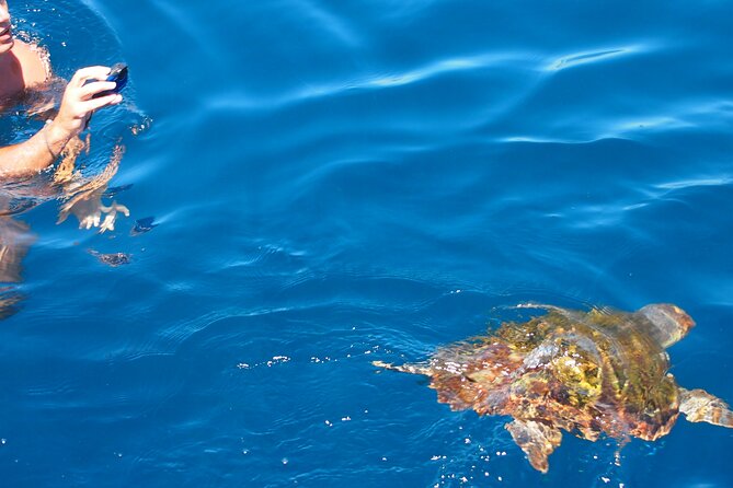 Sailing Boat-always private-always by sail-search for dolphins - Who will enjoy this private Estepona sailing trip