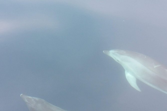 Sailing day trip on Tall Ship Andrea Jensen with Lunch and Wine - Sailing back beneath Andrea Jensen’s red sails