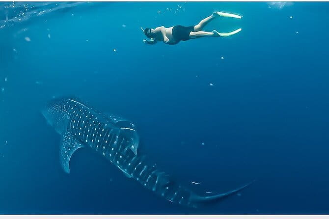 Sailing Flores to Lombok 5 days 4 Nights All Inclusive Trip - Key points to know before booking