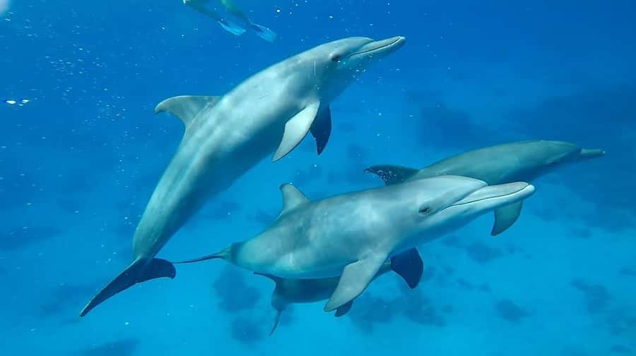 Sharm El Sheikh: Day sail to White island and Ras Mohamed - Value at $31 per person