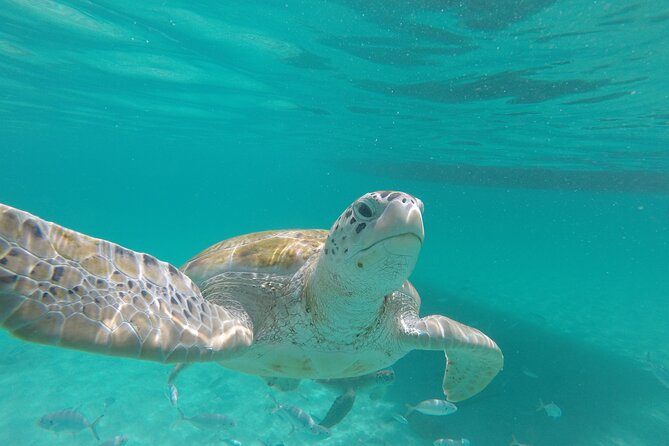 Shasa Catamaran Cruises Limited Numbers 3 Hour Sail and Snorkel - Sailing west from Holetown at 9:00 a.m.