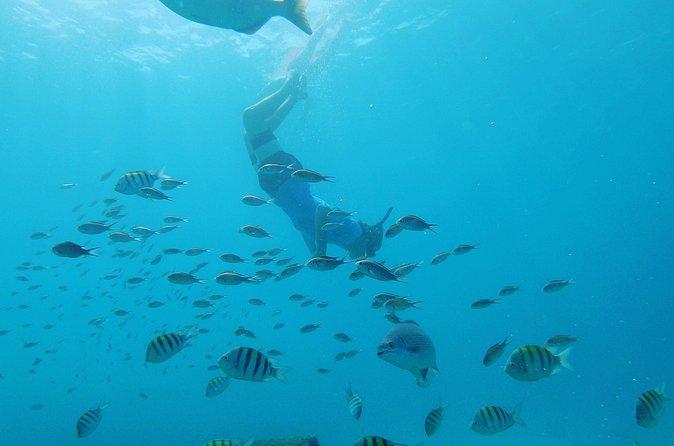 Shasa Catamaran Cruises Limited Numbers 3 Hour Sail and Snorkel - Timing, transport, and cancellation details
