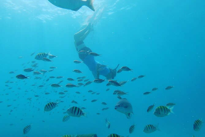 Shasa Catamaran Cruises Limited Numbers 3 Hour Sail and Snorkel - Green turtles in their natural habitat